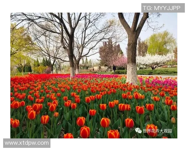 花花报点：探寻花卉世界的奥秘与美丽，带你领略自然的芬芳与色彩